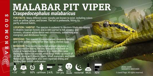 Craspedocephalus malabaricus 'Malabar Pit Viper' label