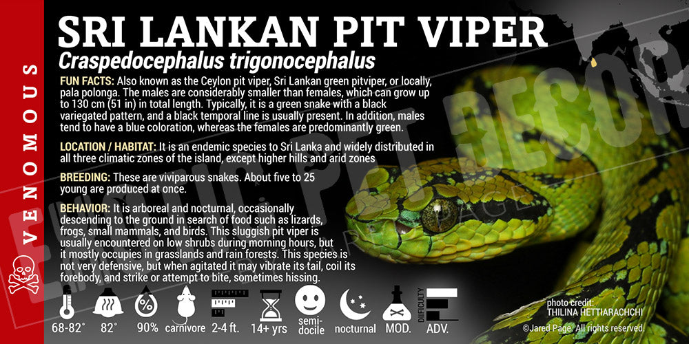 Craspedocephalus trigonocephalus 'Sri Lankan Pit Viper' label