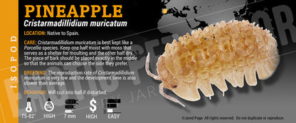 Cristarmadillidium muricatum 'Dwarf Spiny' isopod label