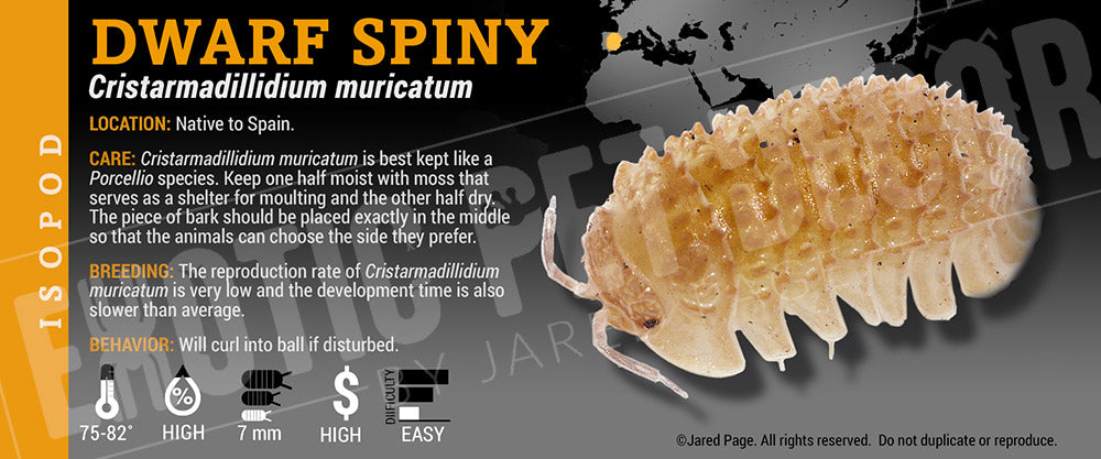 Cristarmadillidium muricatum 'Dwarf Spiny' isopod label