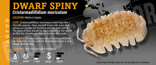 Cristarmadillidium muricatum 'Dwarf Spiny' isopod