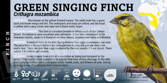 Crithagra mozambica 'Green Singing Finch'