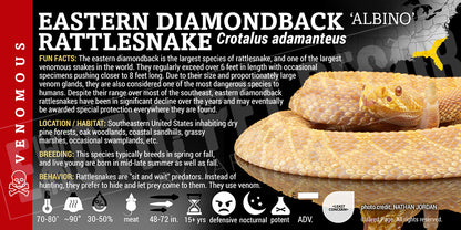Crotalus adamanteus 'Eastern Diamondback' Rattlesnake