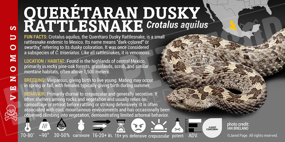 Crotalus aquilus 'Querétaran Dusky' Rattlesnake label