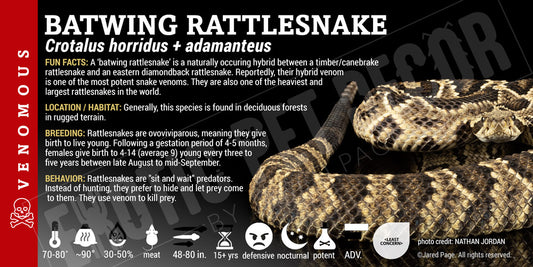 Crotalus horridus + adamanteus 'Batwing Rattlesnake"