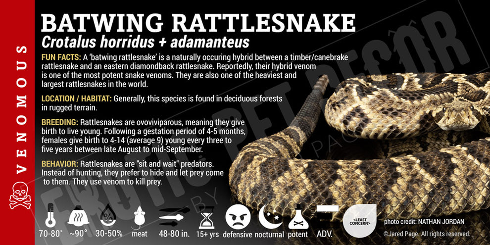 Crotalus horridus + adamanteus 'Batwing Rattlesnake