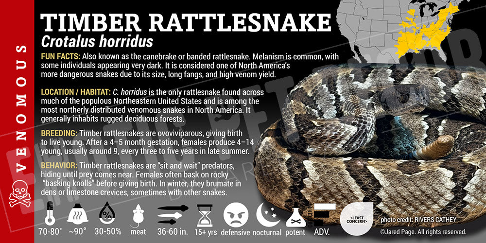 Crotalus horridus 'Timber' Rattlesnake