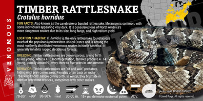 Crotalus horridus 'Timber' Rattlesnake