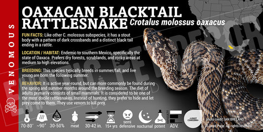 Crotalus molossus oaxacus 'Oaxacan Black Tailed' Rattlesnake' label