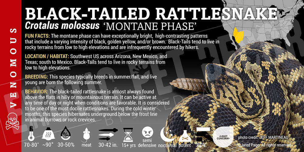 Crotalus molussus 'Black Tailed' Rattlesnake