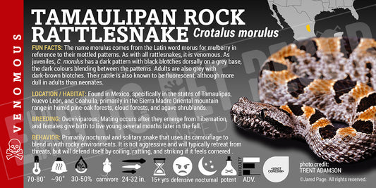 Crotalus morulus 'Tamaulipan Rock' Rattlesnake label