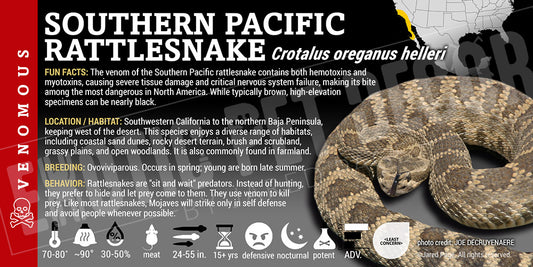 Crotalus oreganus helleri 'Southern Pacific' Rattlesnake