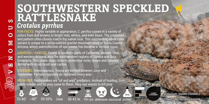 Crotalus pyrrhus 'Southwestern Speckled' Rattlesnake