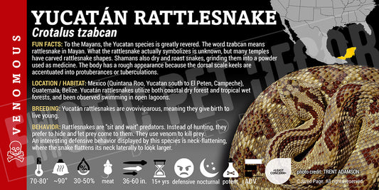 Crotalus tzabcan 'Yucatán' Rattlesnake