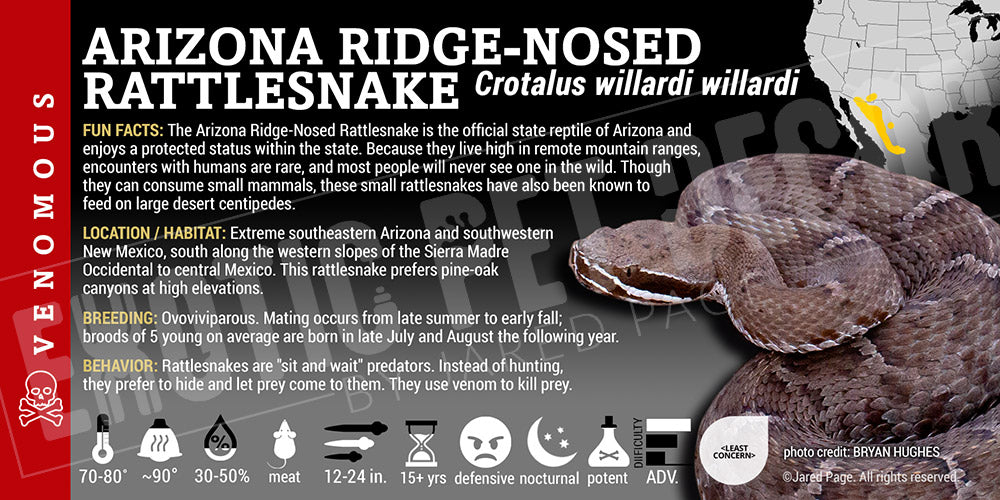 Crotalus willardi willard 'Arizona Ridge-nosed' Rattlesnake