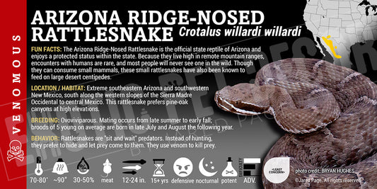 Crotalus willardi willard 'Arizona Ridge-nosed' Rattlesnake