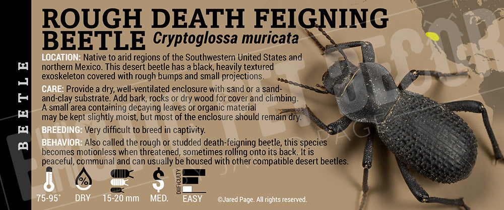 Cryptoglossa muricata 'Rough Death Feigning' Beetle label