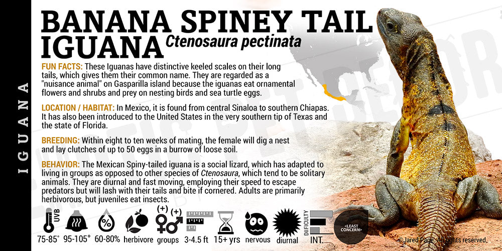 Ctenosaura pectinata 'Mexican Spiny Tail' Iguana