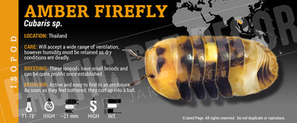 Cubaris sp 'Amber Firefly' isopod label