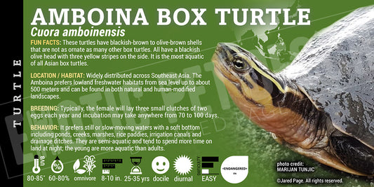 Cuora amboinensis 'Amboina Box' Turtle label