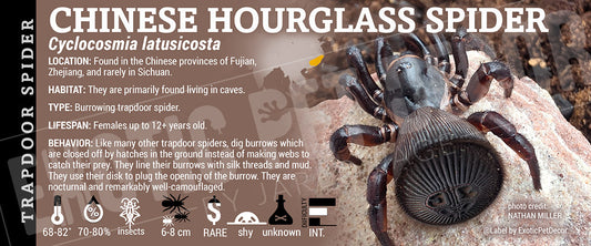 Cyclocosmia latusicosta 'Chinese Hourglass' Spider label