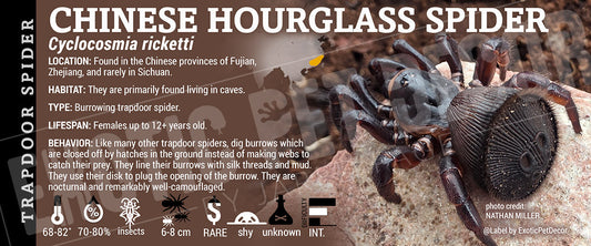 Cyclocosmia ricketti 'Chinese Hourglass' Spider label