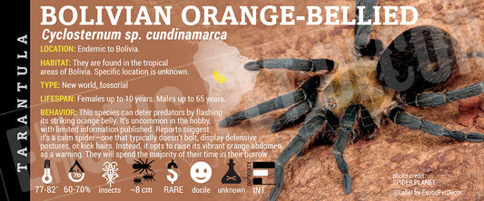 Cyclosternum sp. Cundinamarca 'Bolivian Orange-Bellied Tarantula' label