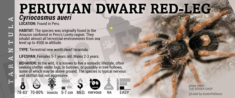 Cyriocosmus aueri 'Peruvian Dwarf Red-Leg' Tarantula