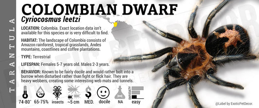 Cyriocosmus leetzi 'Columbian Dwarf' Tarantula