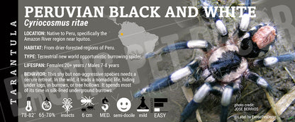 Cyriocosmus ritae 'Peruvian Black and White' Tarantula label