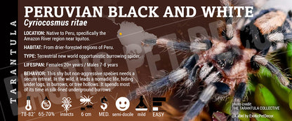 Cyriocosmus ritae 'Peruvian Black and White' Tarantula label