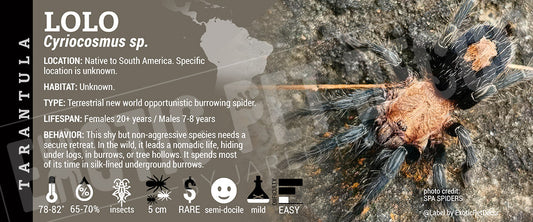 Cyriocosmus sp. 'Lolo' Tarantula label