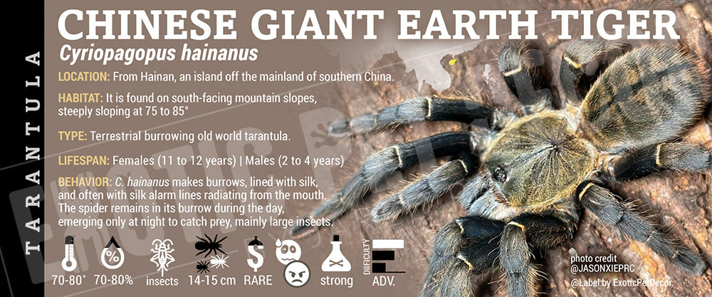 Cyriopagopus hainanus 'Chinese Giant Earth Tiger' Tarantula label