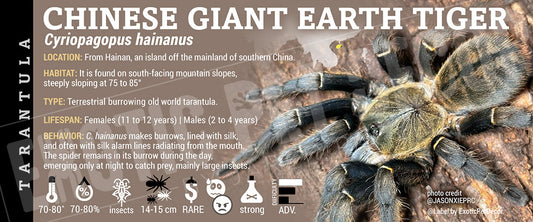 Cyriopagopus hainanus 'Chinese Giant Earth Tiger' Tarantula label
