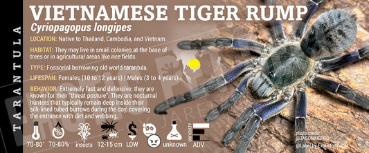 Cyriopagopus longipes 'Vietnamese Tiger Rump' Tarantula label