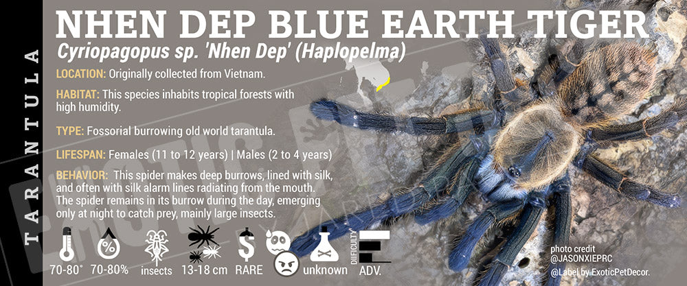 Cyriopagopus sp. 'Nhen-Dep Blue Earth Tiger' Tarantula label
