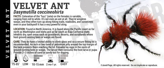 Dasymutilla coccineohirta 'Velvet Ant' label