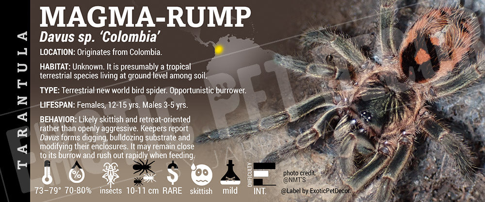 Davus sp. 'Colombia'  'Magma-Rump' Tarantula label