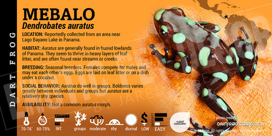 Dendrobates auratus 'Mebalo' Dart Frog Label
