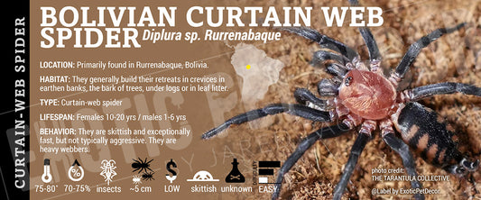 Diplura sp. Rurrenabaque 'Bolivian Curtain-Web' Spider