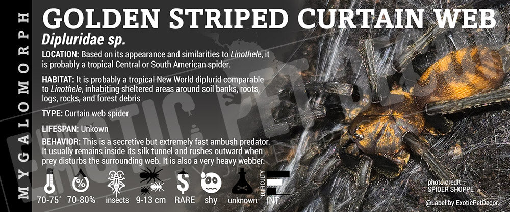 Dipluridae sp. 'Golden Striped Curtain Web' Spider label