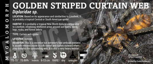 Dipluridae sp. 'Golden Striped Curtain Web' Spider label