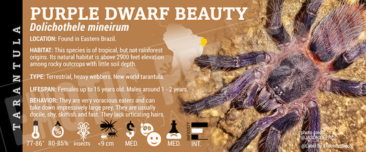 Dolichothele mineirum 'Purple Dwarf Beauty' Tarantula