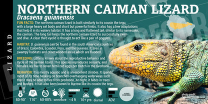 caiman lizard dracaena guianensis Dracaena guianensis 'Northern Caiman' Lizard Cards and Enclosure Labels – Exotic Pet Decor