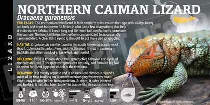 dracaena guianensis care Dracaena guianensis 'Northern Caiman' Lizard Cards and Enclosure Labels – Exotic Pet Decor