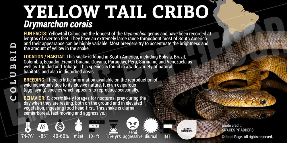 Drymarchon corais 'Yellow-tail Cribo' Snake Cards and Enclosure Labels ...