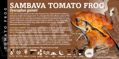 Dyscophus guineti 'False Tomato Frog'