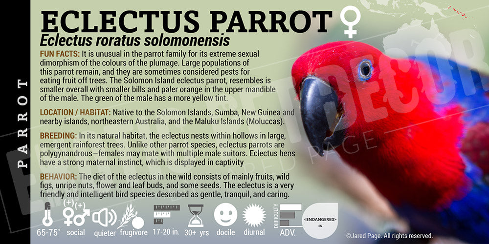 Eclectus roratus 'Eclectus Parrot'