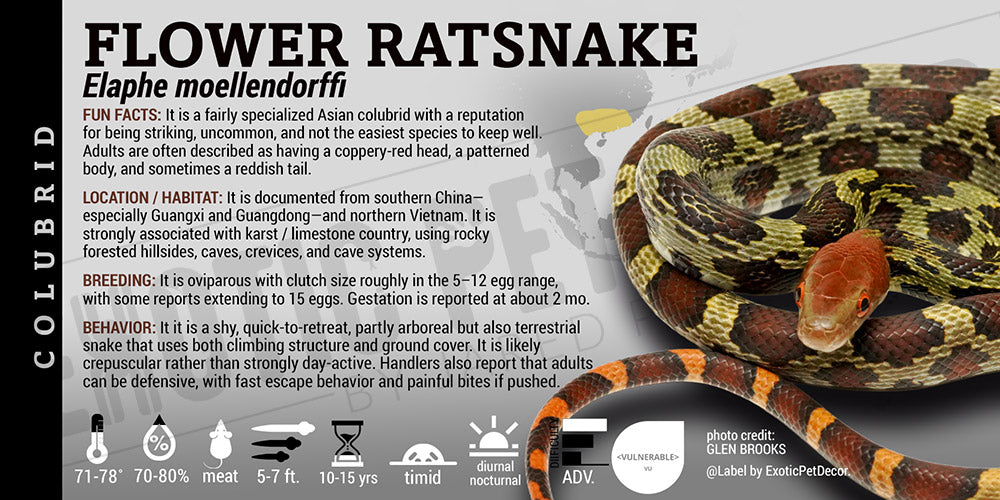 Elaphe moellendorffi 'Flower Ratsnake' label