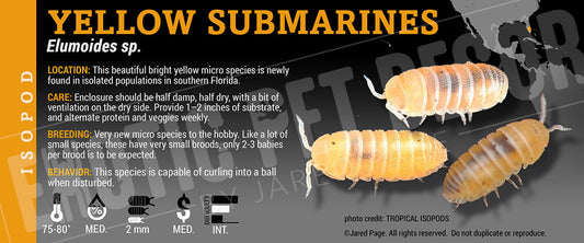 Elumoides sp. 'Yellow Submarine' isopod label
